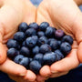 The Power of Blueberry Extract in Cosmetics