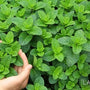 Peppermint: The Skin Care Hero!