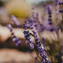 Lavender Extract in Makeup: Calm Skin, Clean Finish